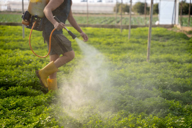 Best Wasp Removal Services  in Keshena, WI