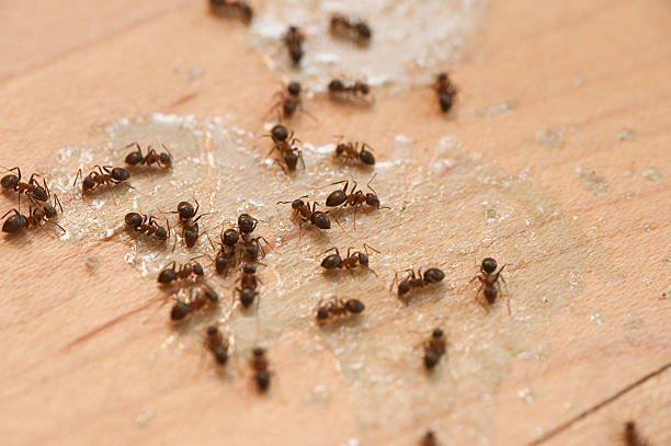 Professional Pest Control in Keshena, WI